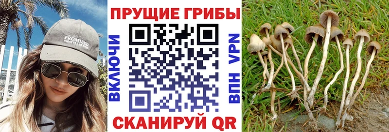 Галлюциногенные грибы Cubensis  Усть-Катав 